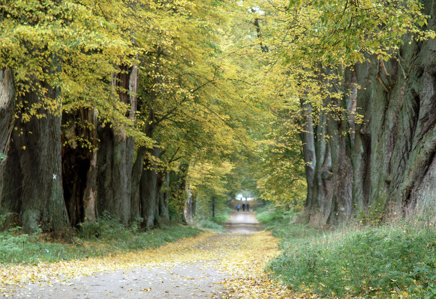 Wald bei Schloss Wotersen