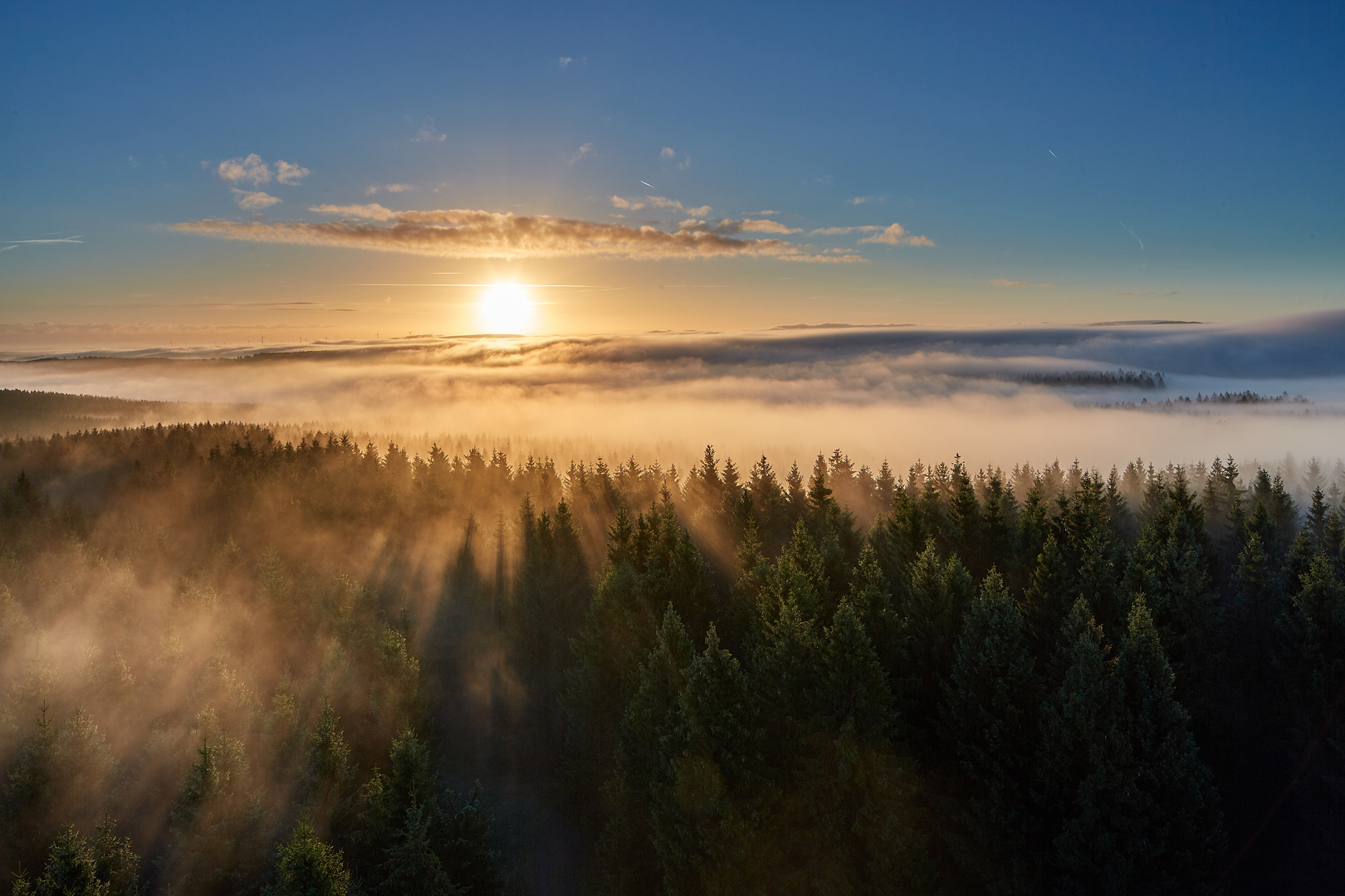 Wald bei Sonnenaufgang