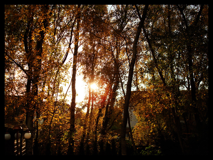 Wald bei Sonnenuntergang