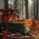 Wald bei Trittau