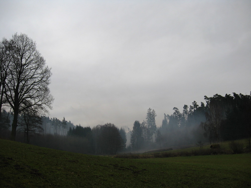 Wald bei Vestenberg in Mittelfranken