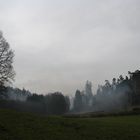 Wald bei Vestenberg in Mittelfranken