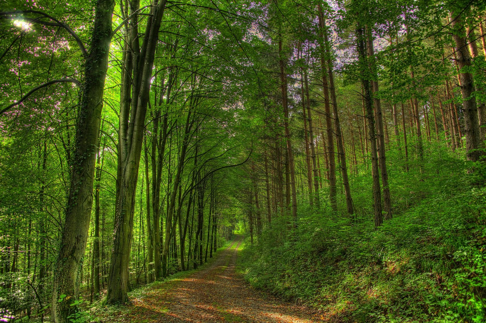 Wald bei Winterthur