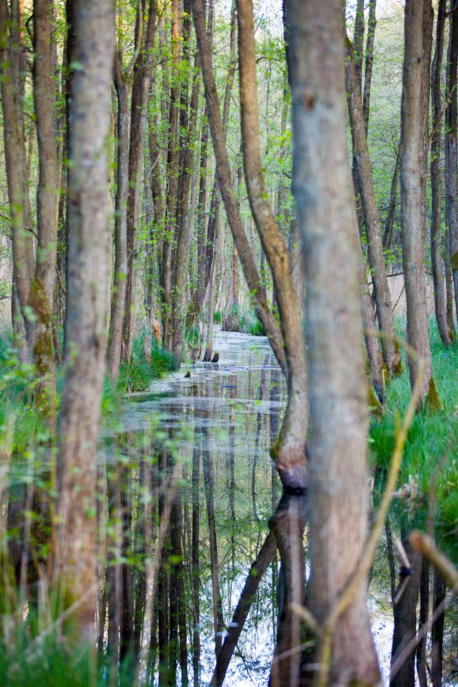 Wald bei Zingst