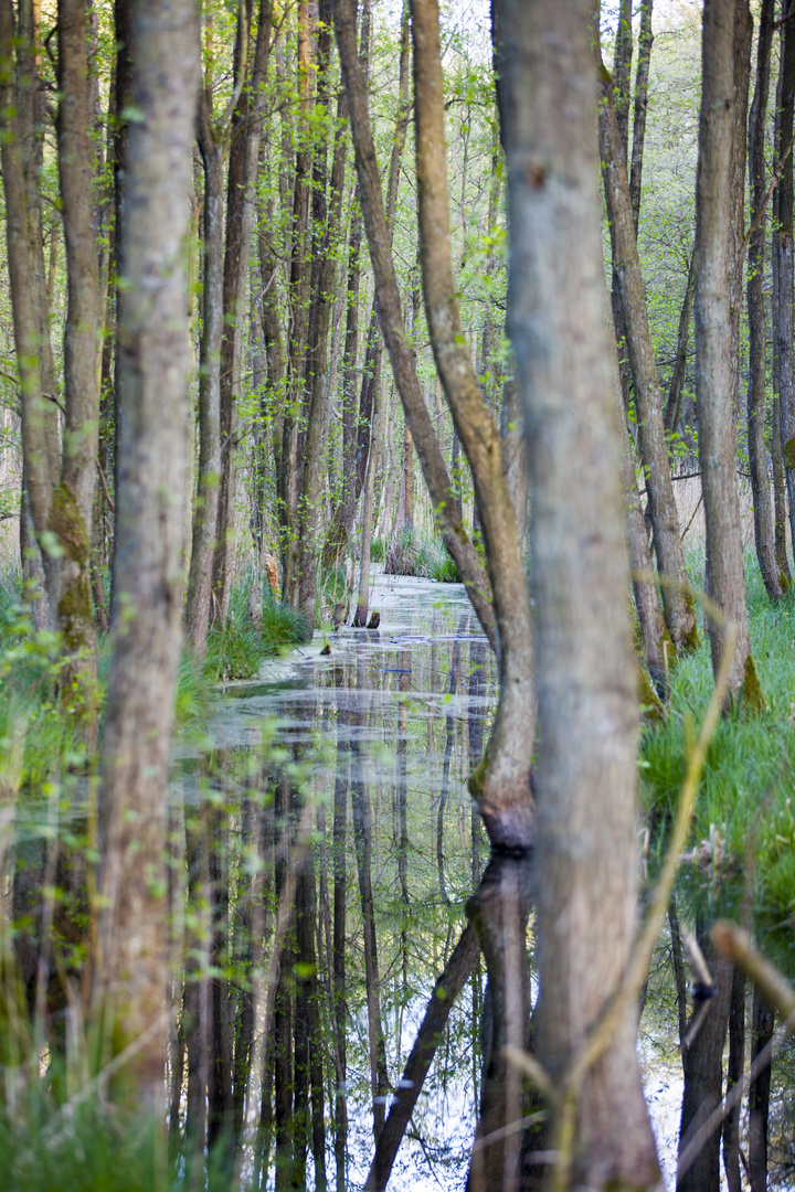 Wald bei Zingst