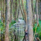 Wald bei Zingst