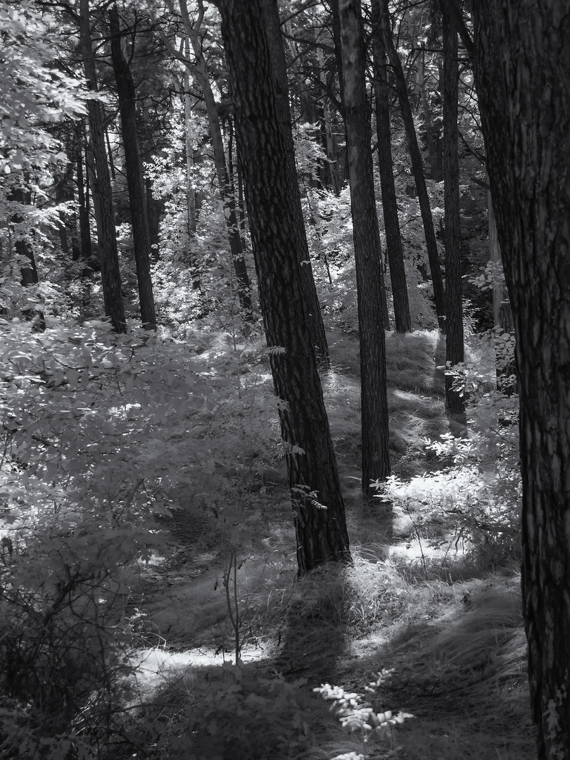 Wald bei Zinnowitz