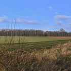 Wald beim Edelmannshof