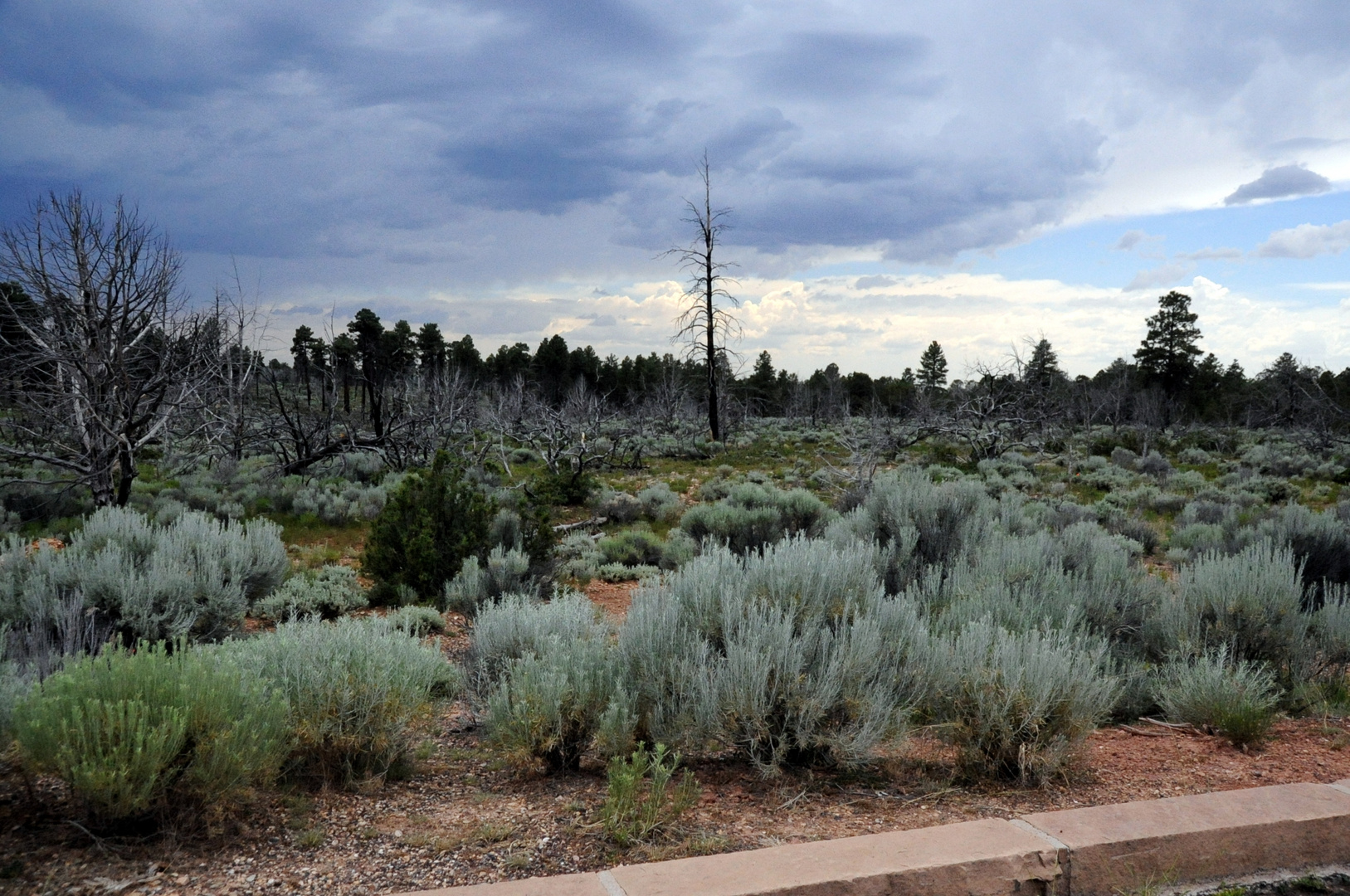 Wald beim Grand Canyon