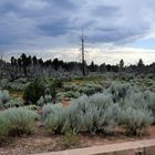 Wald beim Grand Canyon