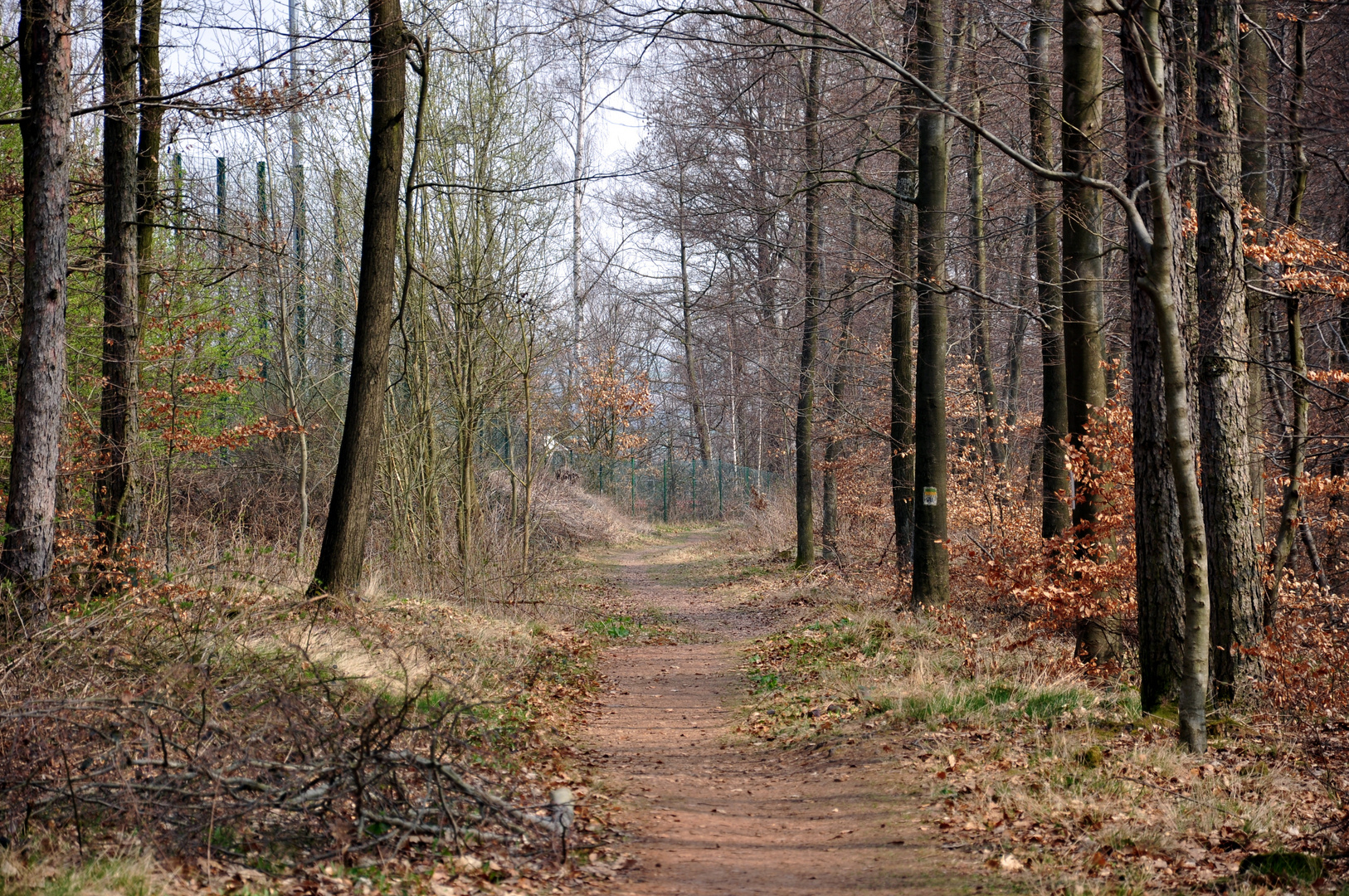 Wald beim Schillerhain /Kircheimbolanden