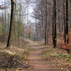 Wald beim Schillerhain /Kircheimbolanden