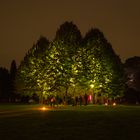 Wald beleuchtet