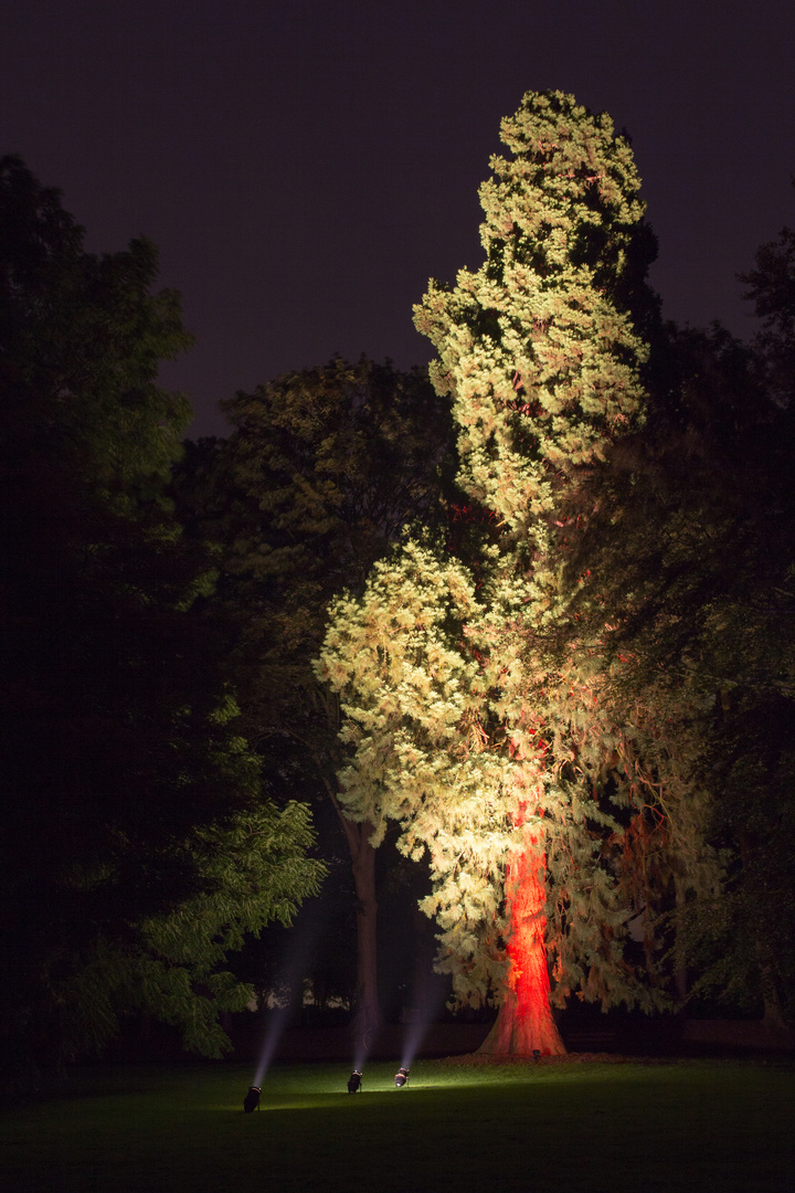 Wald beleuchtet