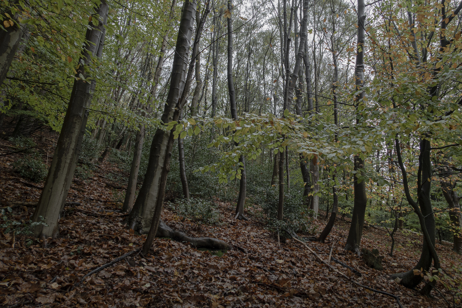 Wald  bequem von Wegrand aus aufgenommen.