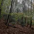 Wald  bequem von Wegrand aus aufgenommen.