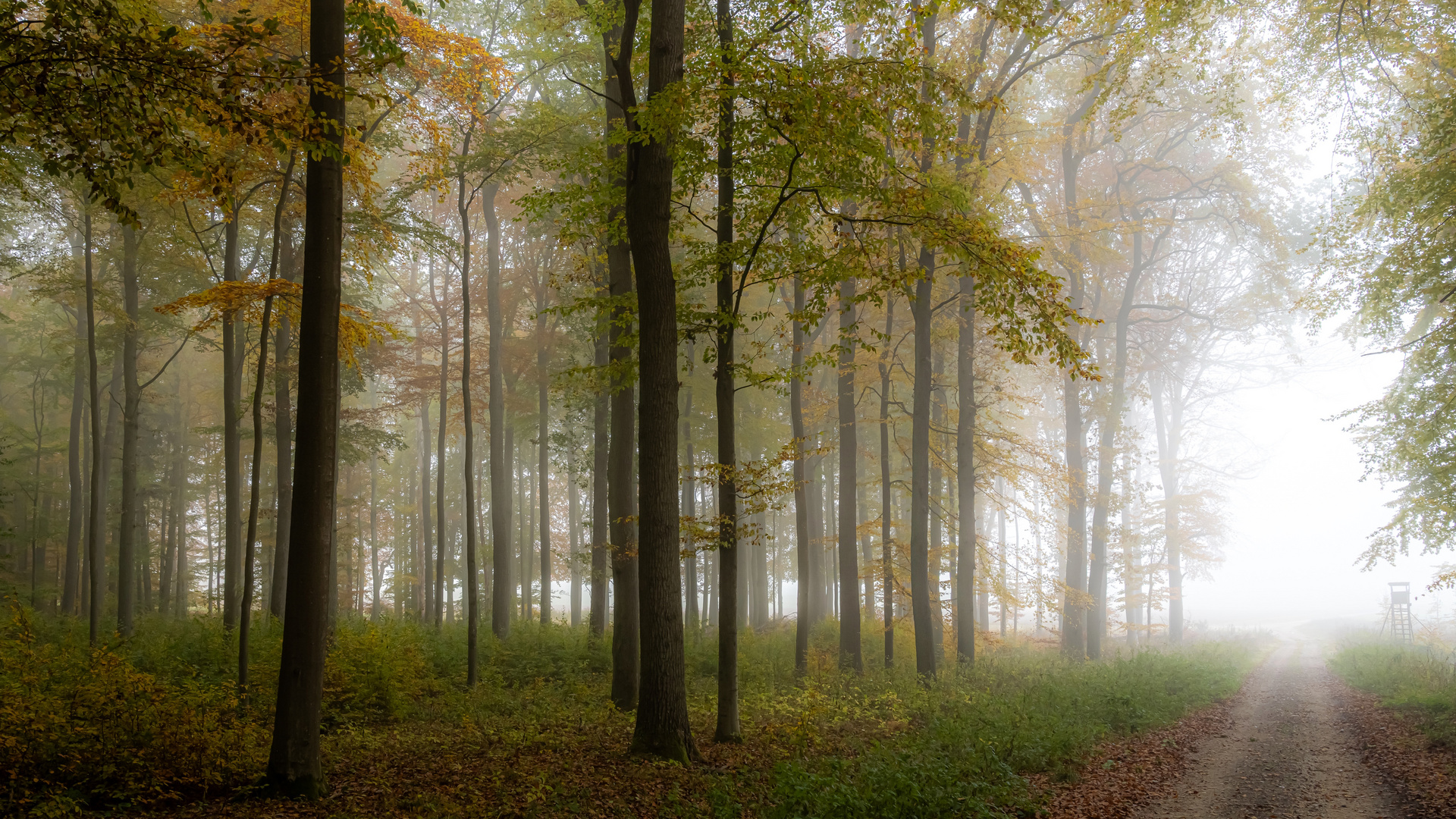 Wald Bild -  Herbst I.