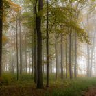 Wald Bild -  Herbst I.