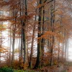 Wald Bild - Herbst II.