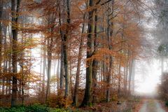 Wald Bild - Herbst II.