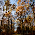 Wald Bild - Letzte Blätter