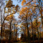 Wald Bild - Letzte Blätter