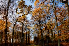 Wald Bild - Letzte Blätter