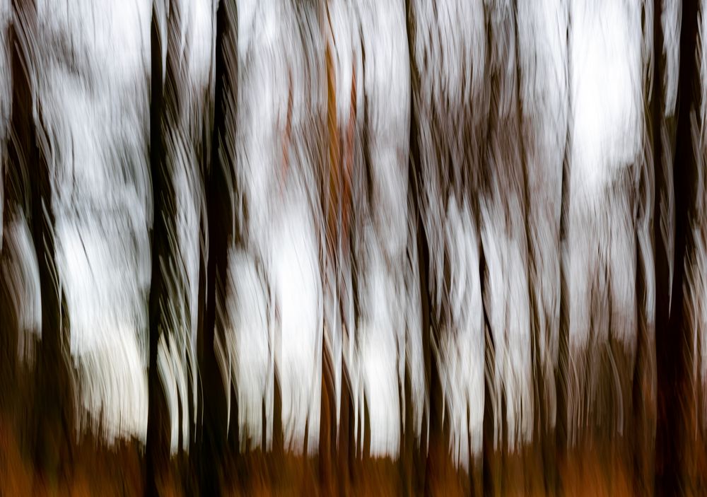 Wald Bild - Licht im Wald