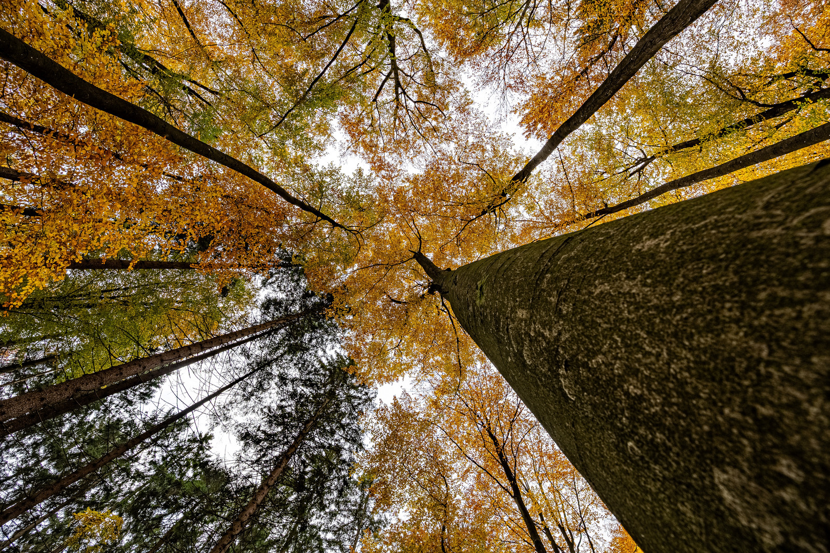 Wald Bild - Mischwald