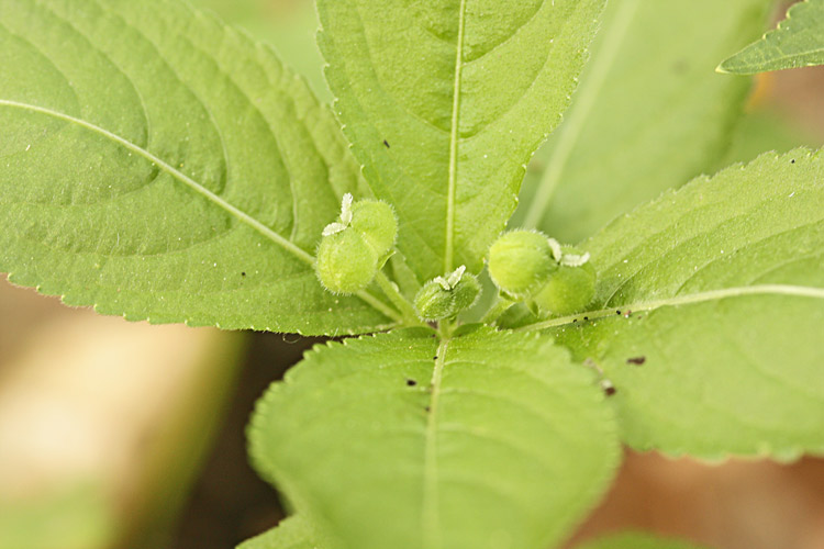 Wald-Bingelkraut (Mercurialis perennis)