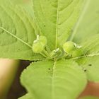 Wald-Bingelkraut (Mercurialis perennis)