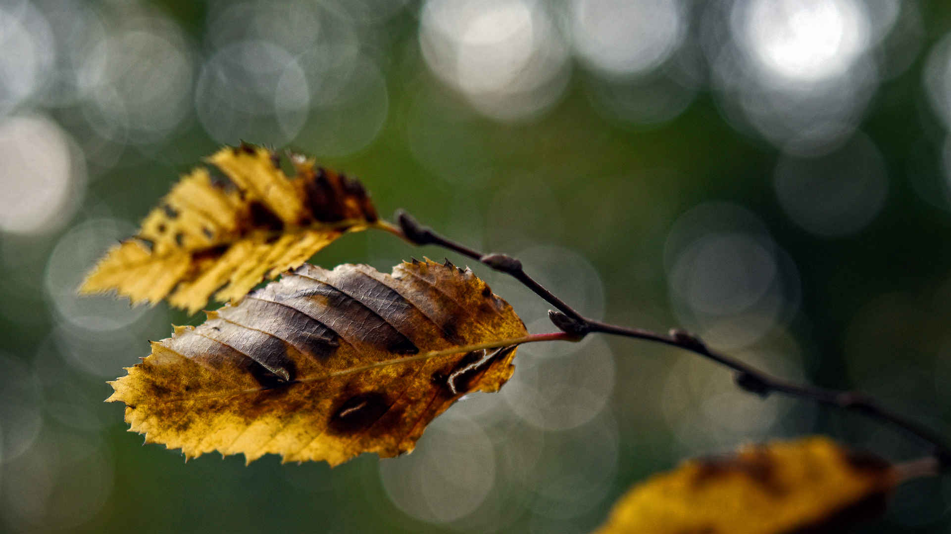 Wald, Blätter, Herbst, Bokeh