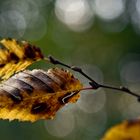 Wald, Blätter, Herbst, Bokeh