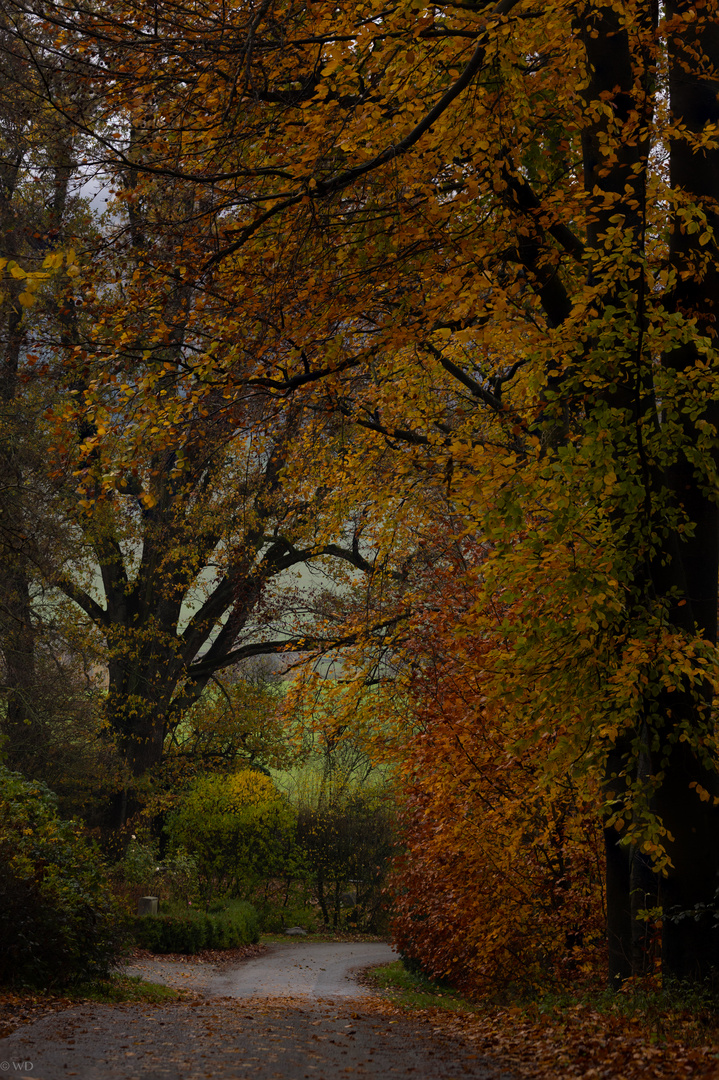 Wald, blaue Stunde