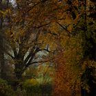 Wald, blaue Stunde