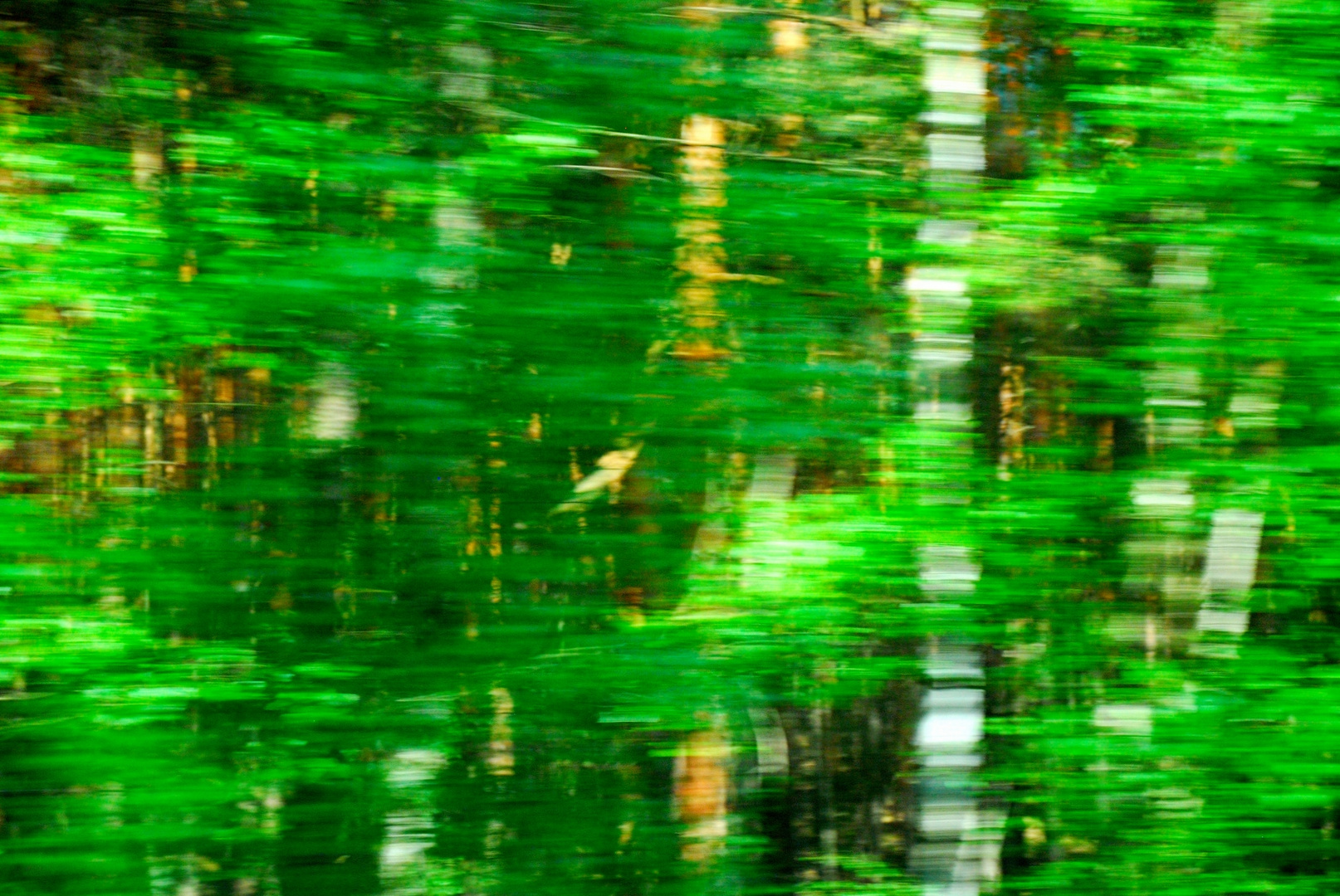 Wald-Blick II