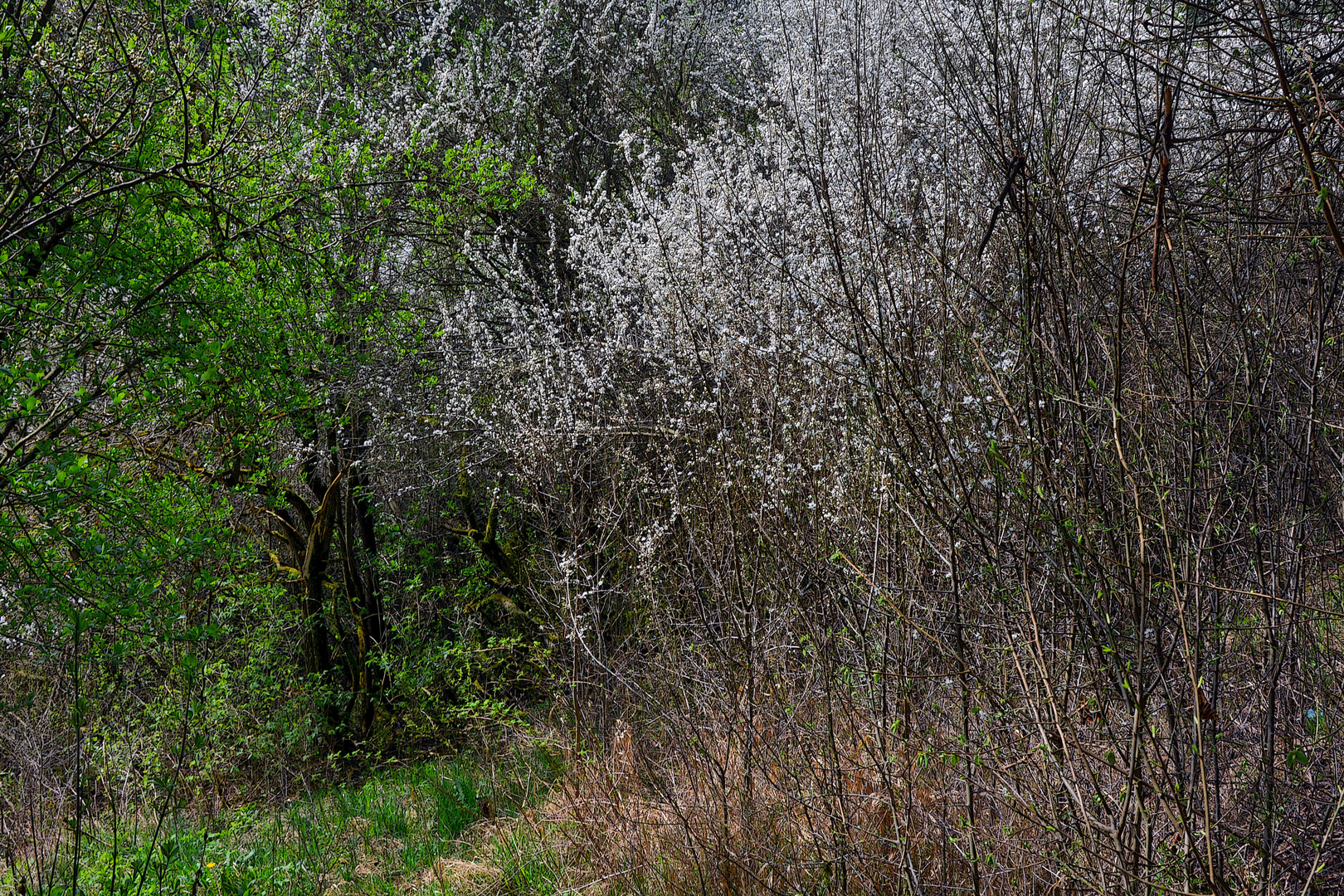 Wald-Blüte