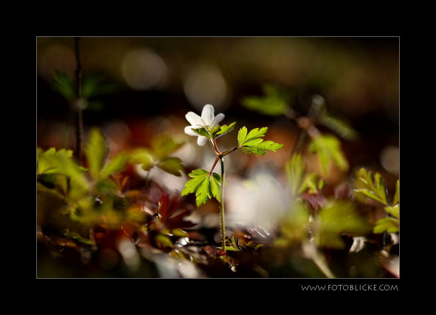 Wald Boden