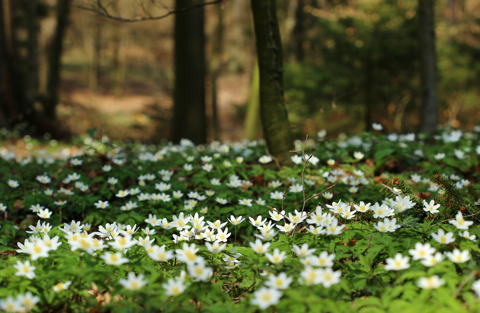 wald boden im frühling..