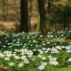 wald boden im frühling..