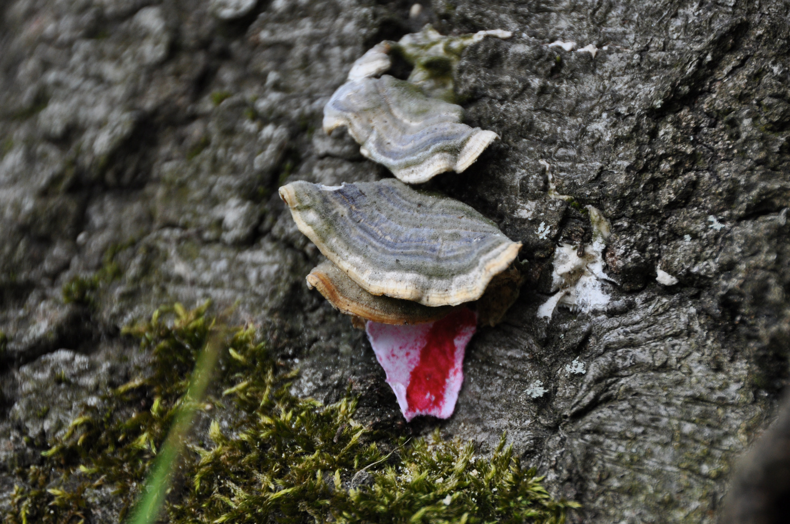 Wald Boden Pilz und Blut