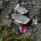 Wald Boden Pilz und Blut