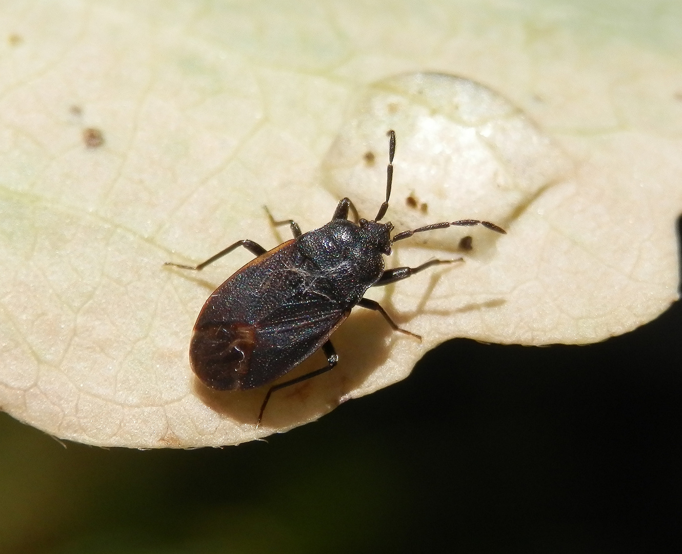 Wald-Bodenwanze (Drymus sylvaticus) - eine neue Wanze in unserem Garten ...