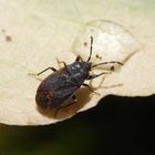 Wald-Bodenwanze (Drymus sylvaticus) - eine neue Wanze in unserem Garten