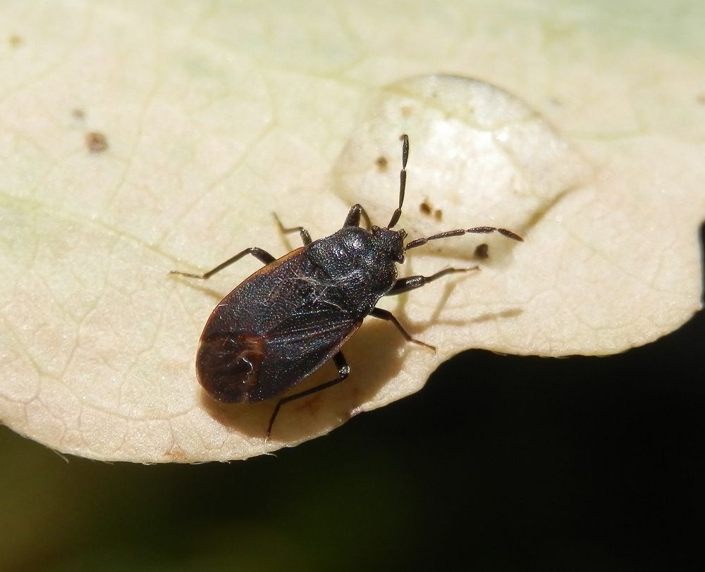 Wald-Bodenwanze (Drymus sylvaticus) - eine neue Wanze in unserem Garten