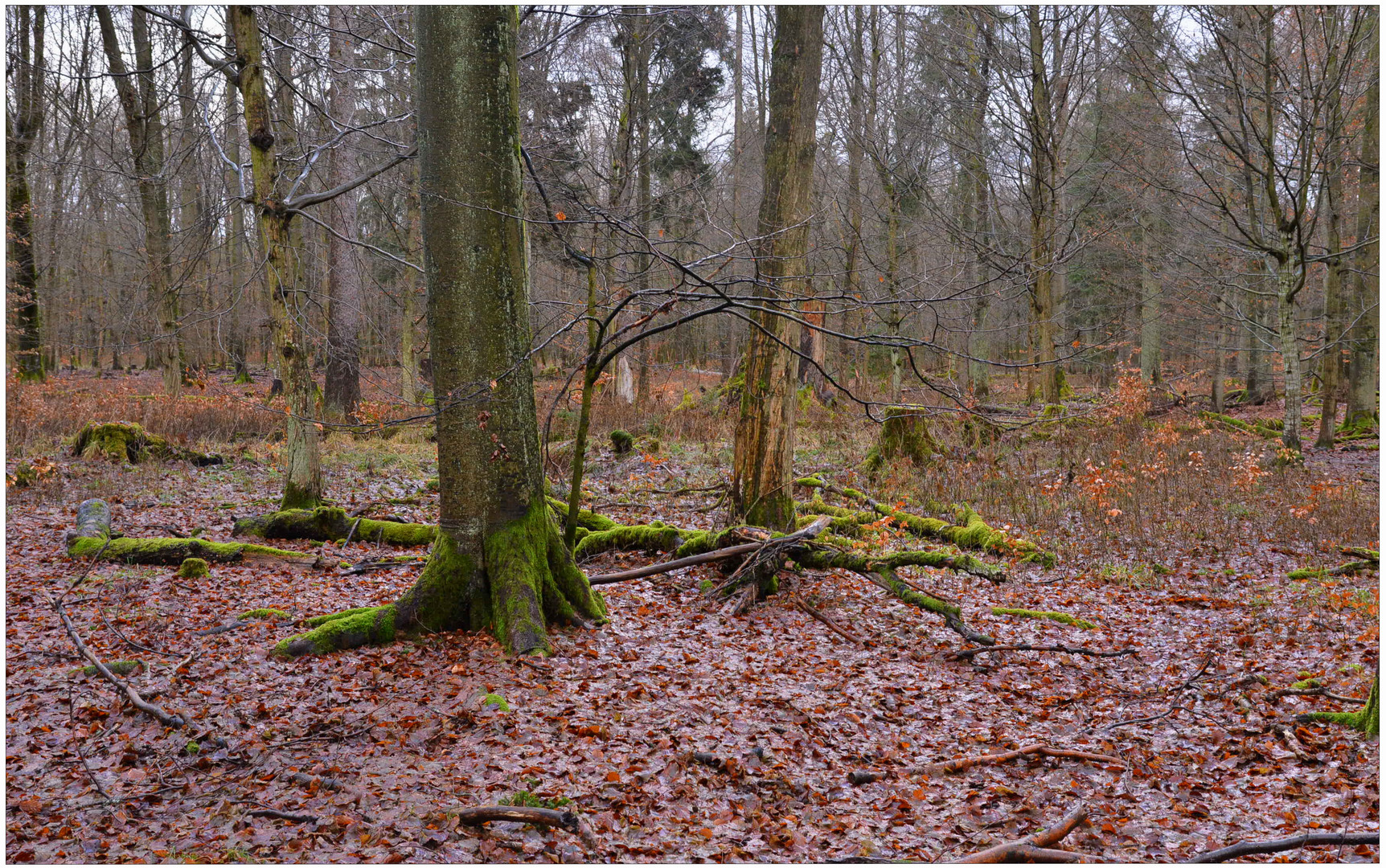 Wald (Bosque)