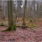 Wald (Bosque)