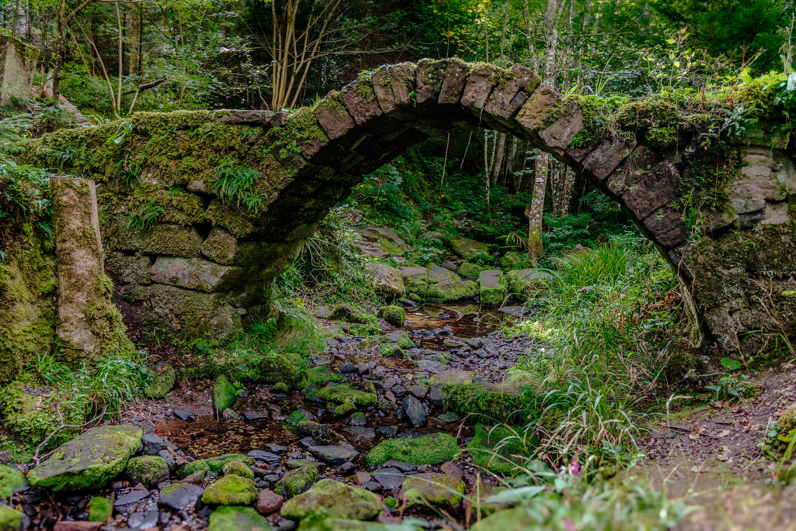 Wald Brücke