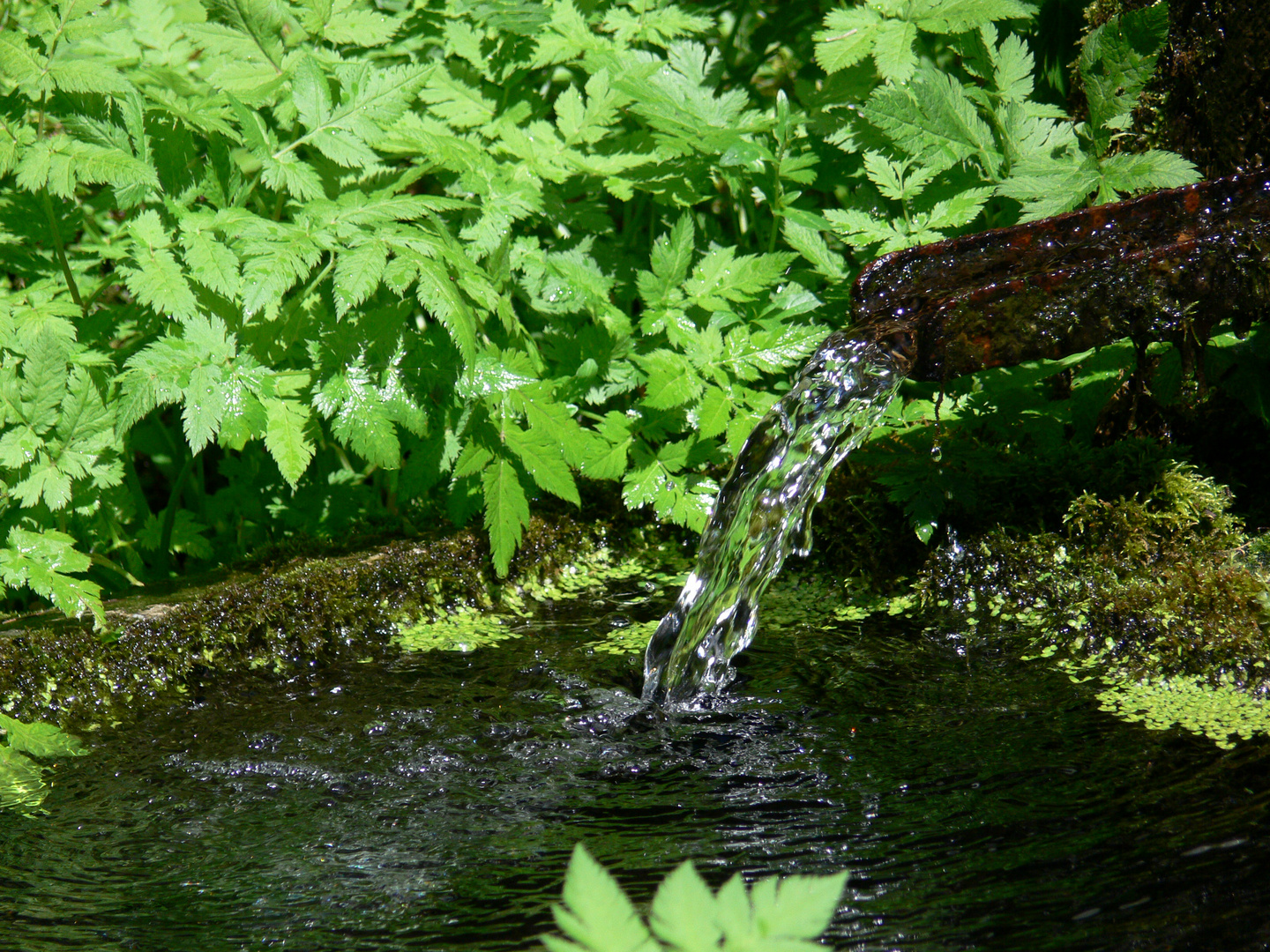 Wald Brunen