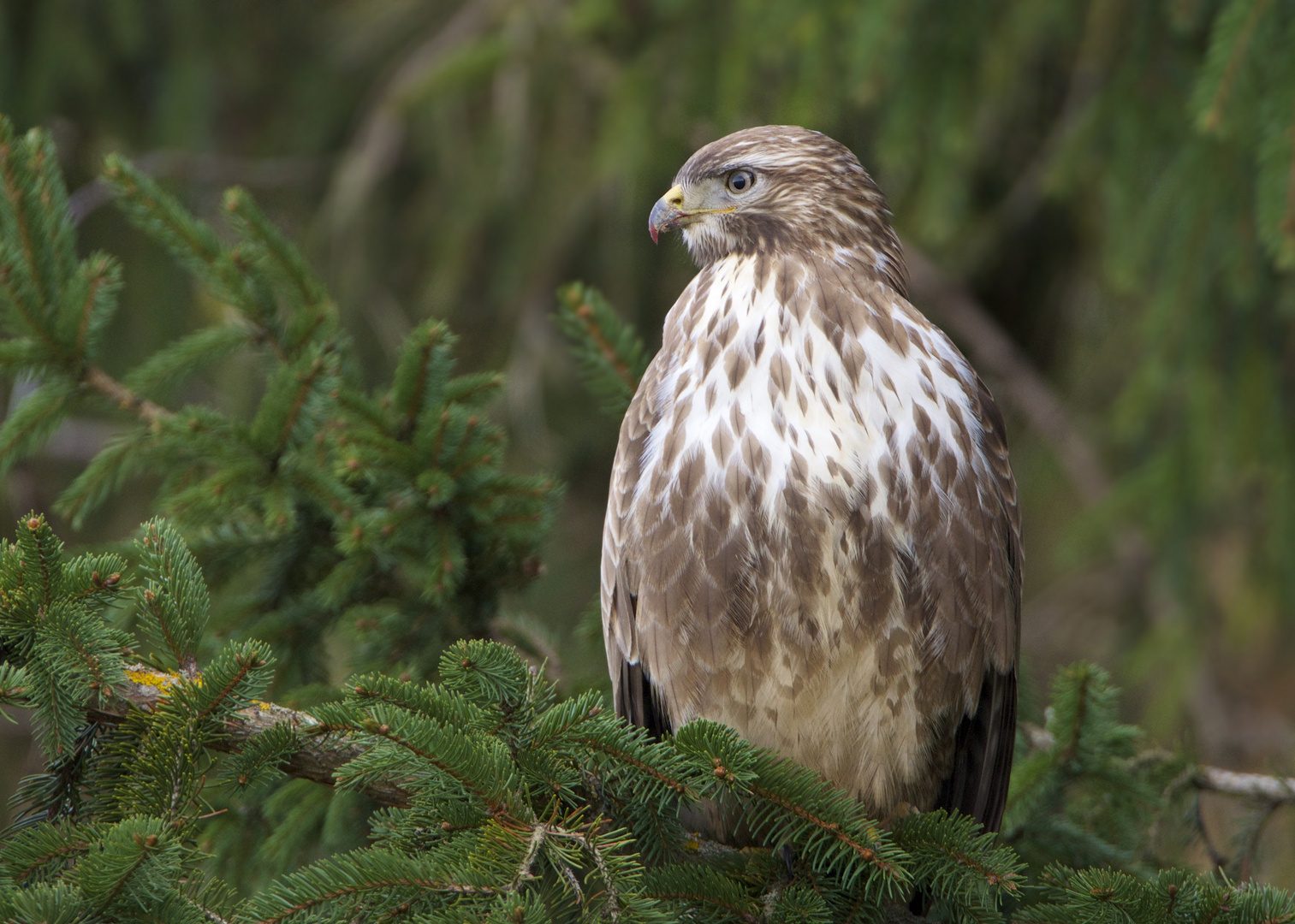 Wald Bussard....